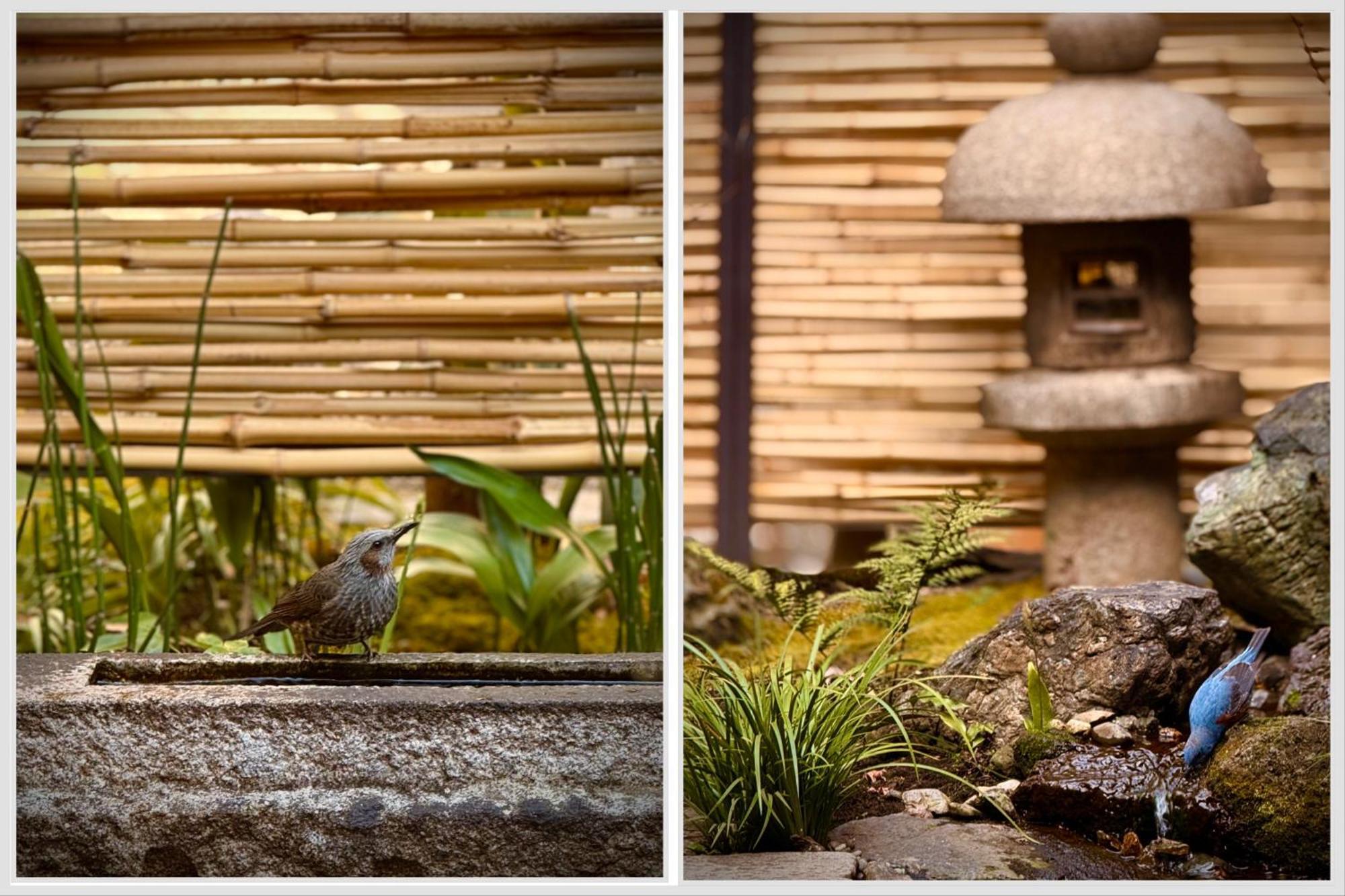 Ryokan Tori Kyoto Phòng bức ảnh